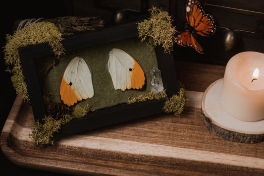 Butterfly ShadowBox